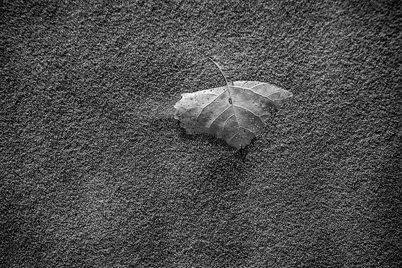 Leaf on Sand