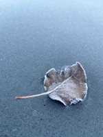 Frosty Leaf