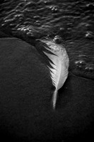 Washed Up Feather
