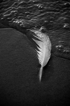 Washed Up Feather