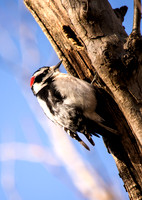 The Woodpecker