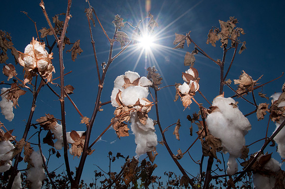 Greer County Cotton